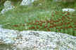 Rhodiola integrifolia - King's Crown Ledge Stonecrop