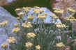 Senecio atratus - Tall Blacktip Ragwort