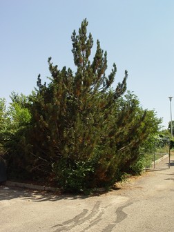 Title Image