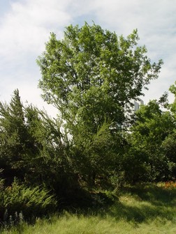title image