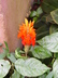 Aphelandra aurantiaca - Orange Aphelandra