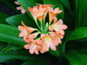 Clivia miniata - Bush Lily