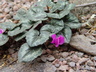 Cyclamen purpurascens - Purple Cyclamen Alpine Violet Persian Violet Sowbread