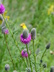 Dalea purpurea - Purple Prairie Clover