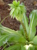 Eucomis bicolor - Pineapple Lily Variegated Pineapple Lily