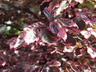 Fagus sylvatica 'Purpurea Tricolor' - European Beech