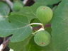 Ficus carica - Common Fig Tree