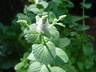 Mentha longifolia - Wild Mint Horsemint