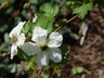 Rubus deliciosus - Boulder Raspberry Rocky Mountain Flowering Raspberry Rocky Mountain Raspberry