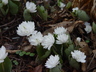 Sanguinaria canadensis f. multiplex - Double Bloodroot Double Flowered Bloodroot