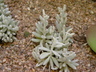 Senecio haworthii - Cocoon Plant