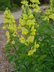 Thermopsis lupinoides - Golden Candles False Lupine