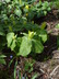 Trillium luteum - Wood Lily Yellow Trillium Yellow Wakerobin