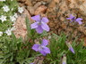 Viola pedatifida - Purple Prairie Violet Larkspur Violet Prairie Violet