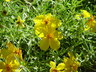 Zinnia grandiflora - Rocky Mountain Zinnia Prairie Zinnia