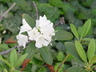 Rhododendron 'Boule de Neige' - Rhododendron