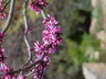 Cercis canadensis 'Forest Pansy' - Redbud