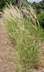 Melica ciliata - Silky Spike Silky Spike Melic Hairy Melic Grass