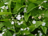 Omphalodes verna 'Alba' - Creeping Forget-Me-Not