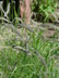 Harpochloa falx - Caterpillar Grass