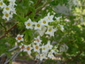 Xanthoceras sorbifolium - Golden Horn Tree Yellowhorn
