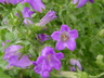 Campanula medium - Canterbury Bells Cup And Saucer