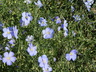 Linum perenne 'Saphir' [sold as Sapphire] - Perennial Flax