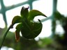 Sarracenia leucophylla - White Trumpet White Top Pitcher Plant Crimson Pitcher Plant