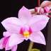 Spathoglottis plicata - Malayan Orchid Philippine Ground Orchid
