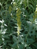 Artemisia ludoviciana 'Valerie Finnis' - White Sage Western Mugwort
