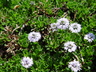 Globularia cordifolia - Heart-Leaved Globe Daisy