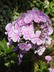 Phlox paniculata 'Franz Schubert' - Summer Phlox Perennial Phlox