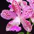 Cattleya grex Lulu 'Hot Pink'