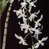 Dendrobium grex Petite Bouquet