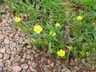 Potentilla biflora - Twoflower Cinquefoil