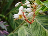 Alpinia zerumbet 'Variegata' - Shell Ginger