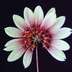 Bulbophyllum grex Daisy Chain