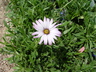 Osteospermum 'P006S' [sold as LAVENDER MIST (R)] - Sun Daisy