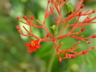 Jatropha multifida - Coral Plant Physic Nut