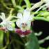 Phalaenopsis parishii
