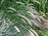 Pennisetum orientale - Pennisetum White Fountain Grass