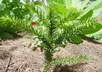 Araucaria araucana - Monkey Puzzle Chile Pine