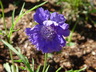 Scabiosa caucasica 'Fama' - Pincushion Flower
