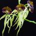 Prosthechea cochleata - Clamshell Orchid