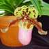 Paphiopedilum henryanum