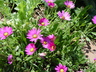 Osteospermum 'P005S' [sold as PURPLE MOUNTAIN (R)] - Sun Daisy