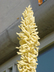 Hesperaloe funifera - New Mexico False Yucca Giant Hesperaloe