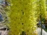 Eremurus 'Moneymaker' - Foxtail Lily