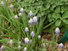 Muscari aucheri 'Mount Hood' - Grape Hyacinth