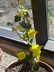 Fremontodendron 'California Glory' - Flannel Bush